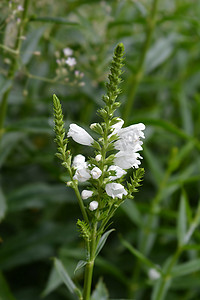 听话植物夏雪