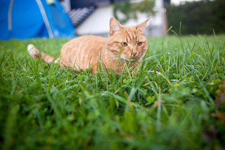 耳朵短毛摄影照片_长着橙色眼睛的短毛猫红色虎斑猫蹲在新鲜的绿色草丛中。