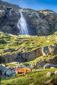莫兰迪几何色块摄影照片_意大利阿尔卑斯山景观中的瀑布和高山山羊，意大利大帕拉迪索