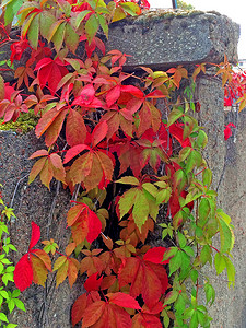 野生藤蔓在一堵老墙上留下秋天的颜色