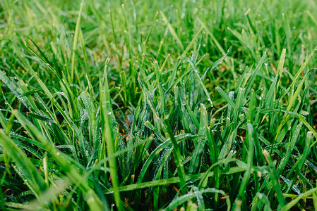 厚实摄影照片_关闭与水下落的新鲜的厚实的草在清早。