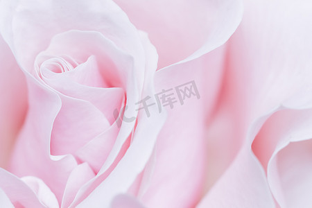 淡粉红色的白色玫瑰花。
