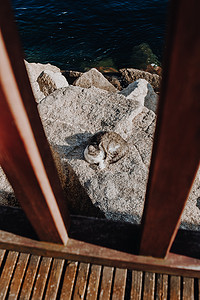 阳光明媚的日子里，灰猫躺在码头的岩石上