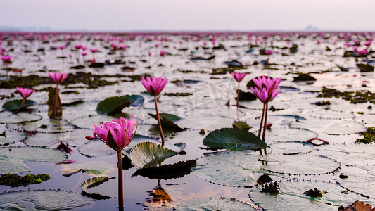 荷花开了摄影照片_泰国北部乌隆他尼的红莲海 Kumphawapi 开满了粉红色的花朵。