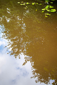 抽象森林反射在有睡莲叶的池塘里。
