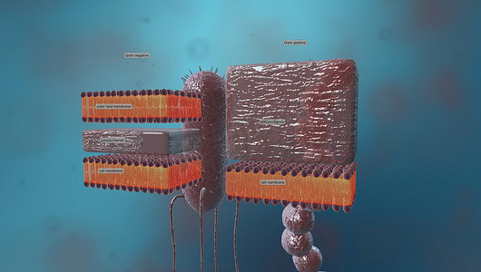 细胞壁是围绕某些类型细胞的结构层，就在细胞膜外。