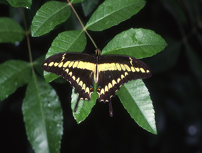 树叶上的燕尾蝶