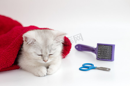宠物剪刀摄影照片_白猫睡在白色背景上，上面有剪刀和梳子