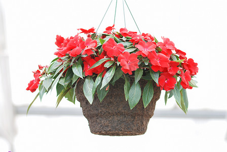 巴布摄影照片_盆栽凤仙花，学名Impatiens walleriana flower