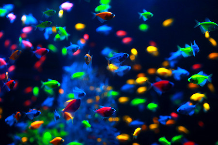 海鱼荧光摄影照片_一群五颜六色的热带鱼在水下。
