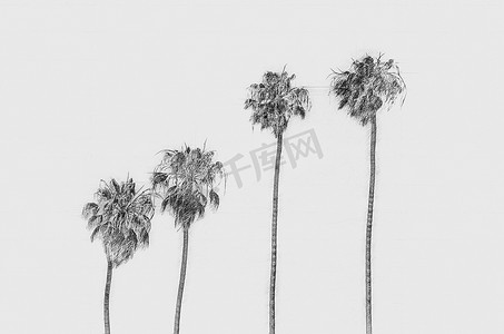 白色背景上四棵棕榈树的铅笔素描