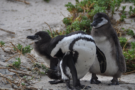 企鹅家庭摄影照片_企鹅妈妈和两个孩子