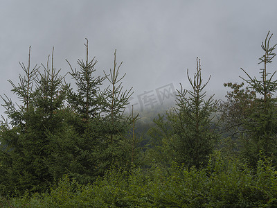 浓雾中雨后的绿色云杉林和灌木