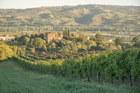 Castelvetro Levizzano 绿山、橄榄园和小葡萄园在午后秋日的阳光下 - 图库照片