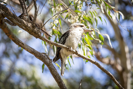 哈哈大笑卡通人物摄影照片_坐在树枝上的澳大利亚笑翠鸟