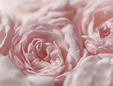柔和的焦点，抽象的花卉背景，淡粉色的玫瑰。