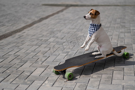 杰克罗素梗狗戴着太阳镜和格子头巾在长板上表演把戏。