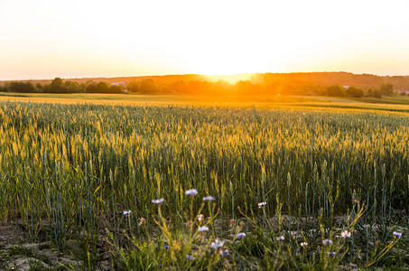 绿色农场摄影照片_在春天日落的绿色发芽黑麦农田。