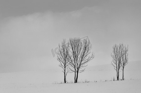 冬天的树群