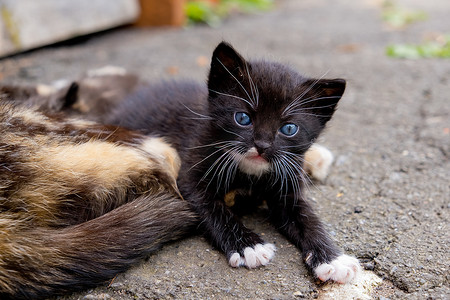 蓝眼睛的小黑猫在户外。