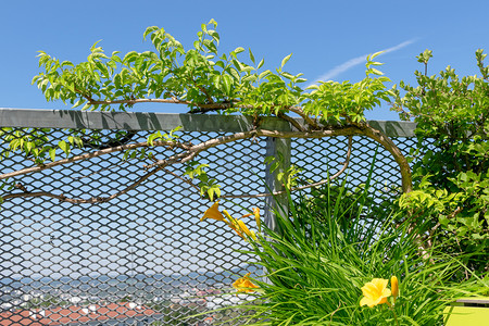 维也纳露台扶手上生长的蜂鸟藤（Campsis radicans）和黄色黄花菜（Hemerocallis sp.）的细节