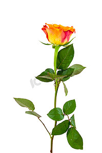 白色背景上的橙色玫瑰花