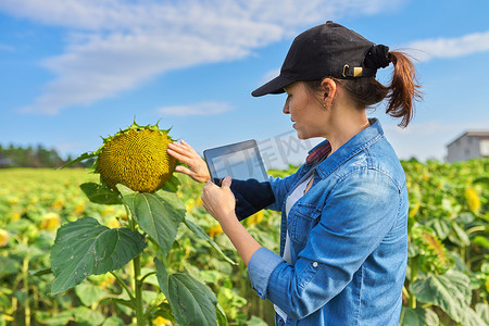 在成熟的向日葵田中使用数字平板电脑的女农艺师农民