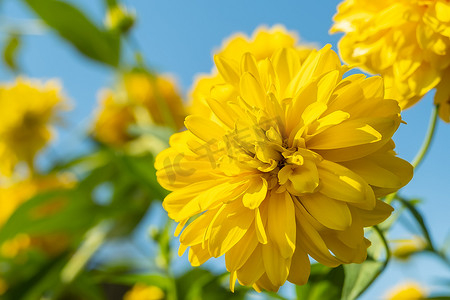 黄金菊 laciniata 绣球花的黄色芽