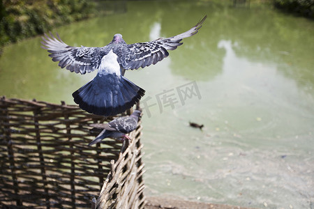 鸽子和平摄影照片_鸽子在池塘上空飞翔的背面图
