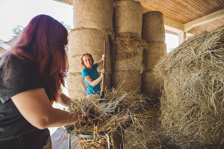 在牧场工作的妇女将干草装到手推车上