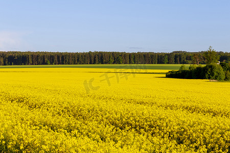 黄色的油菜田和绿色的麦田，蓝天下的森林和美丽的风景。