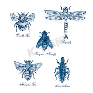 大黄蜂、欧洲食蚜蝇、蜻蜓、Hlalactid Bee 和虱子 Vintage Collection