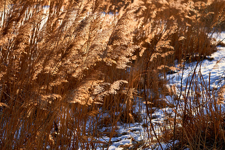 干燥的莎草芦苇在强冬风下弯曲