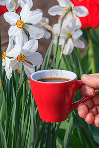 蓝色水仙花摄影照片_女性手中的红瓷咖啡杯，背景是开花的水仙花。