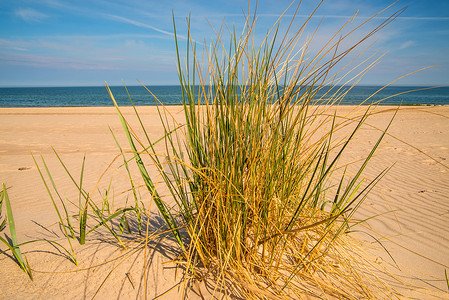 波罗的海海滩上的沙滩草