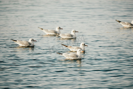 一群海鸥在海中飞翔、捕鱼、游泳。