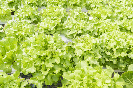 新鲜水萝卜摄影照片_水培法，有机新鲜农场收获的蔬菜