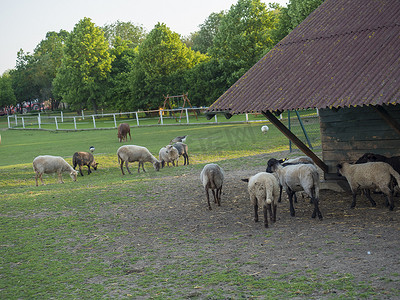 毛茸茸的可爱绵羊从木制农舍 Cote 马厩里走出来，在有水坑草、树木和森林背景的乡村，乡村景色