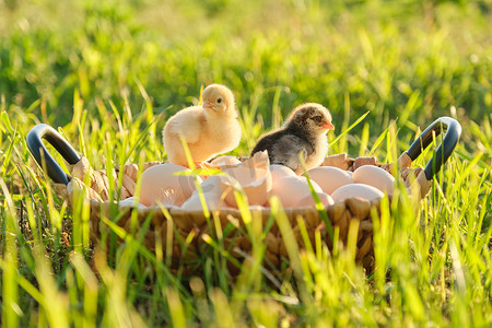 篮子里放着天然新鲜有机鸡蛋和两只刚出生的小鸡