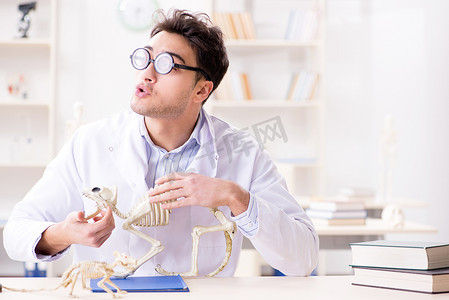 骨骼恐龙摄影照片_研究动物骨骼的滑稽的疯狂的学生医生