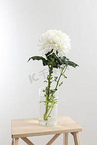 大白背景摄影照片_透明玻璃花瓶中的大白菊花，立在凳子上