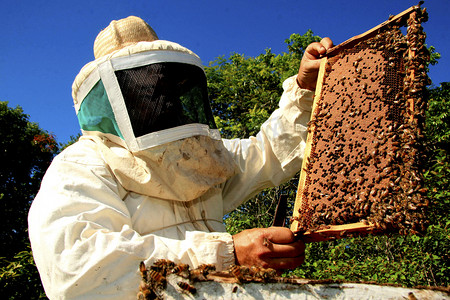 蜜蜂蜂王摄影照片_养蜂场蜂蜜生产