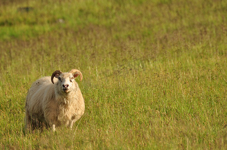 冰岛高草甸景观中一只孤独的冰岛羊的特写