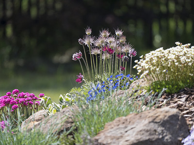 春天的岩石花园盛开着白头翁紫色紫罗兰花、粉红色福禄考、Armeria maritima、海洋节俭、Bergenia 或大象耳朵、康乃馨和其他五颜六色的开花花
