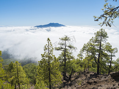 西班牙加那利群岛拉帕尔马火山口国家公园 Caldera de Taburiente 的 Pico Bejenado 山远足小径上的火山景观和郁郁葱葱的绿色松树林