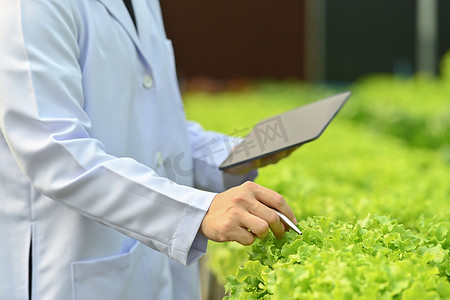 农业科学家在温室中观察有机蔬菜并在数字平板电脑上分析结果的裁剪镜头