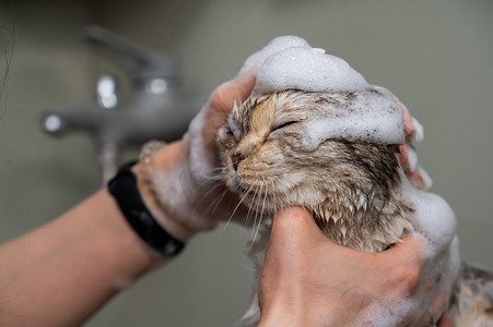 女人在美容院给一只虎斑灰猫洗头。