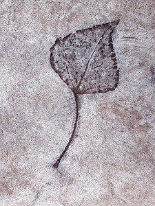 树叶拓印包包摄影照片_混凝土上的落叶印