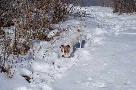 杰克罗素梗狗跑过雪堆。