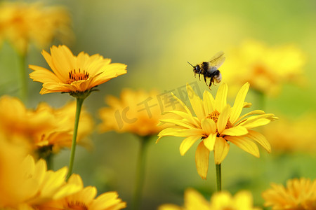 许多黄色紫锥菊花的背景模糊，花瓣上有一只蜜蜂。